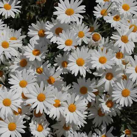 With A Parking Space Hvar - 8794 * フヴァル