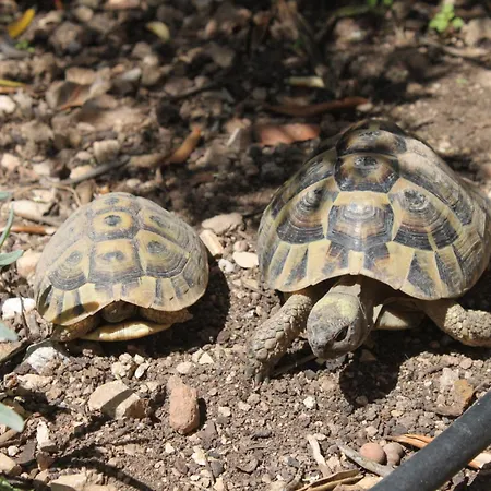 With A Parking Space Hvar - 8794 Апартаменты *