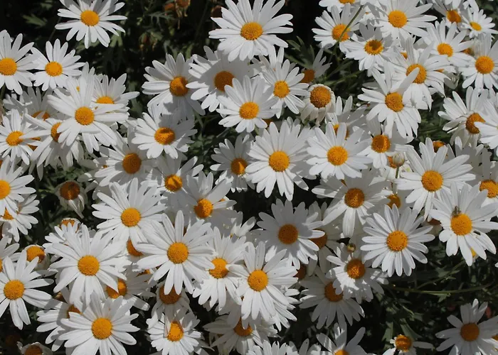 With A Parking Space Hvar - 8794 * Hvar Town