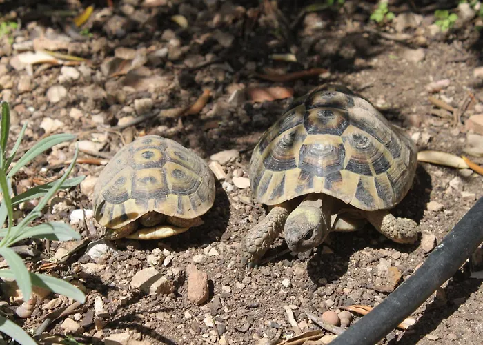 With A Parking Space Hvar - 8794 Apartment *